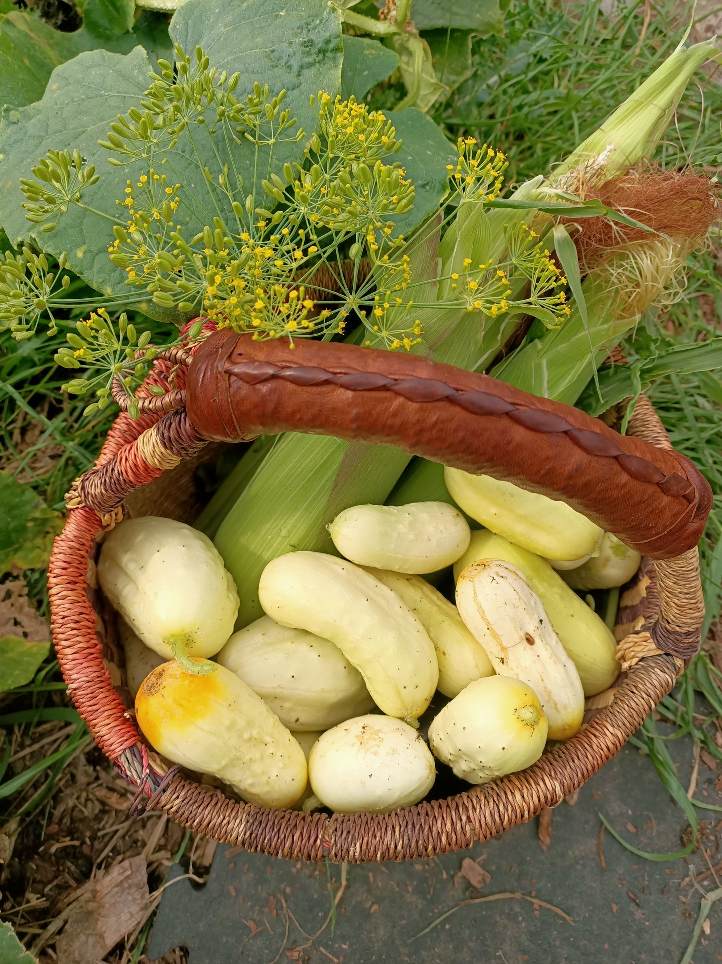Cucumber Mini white