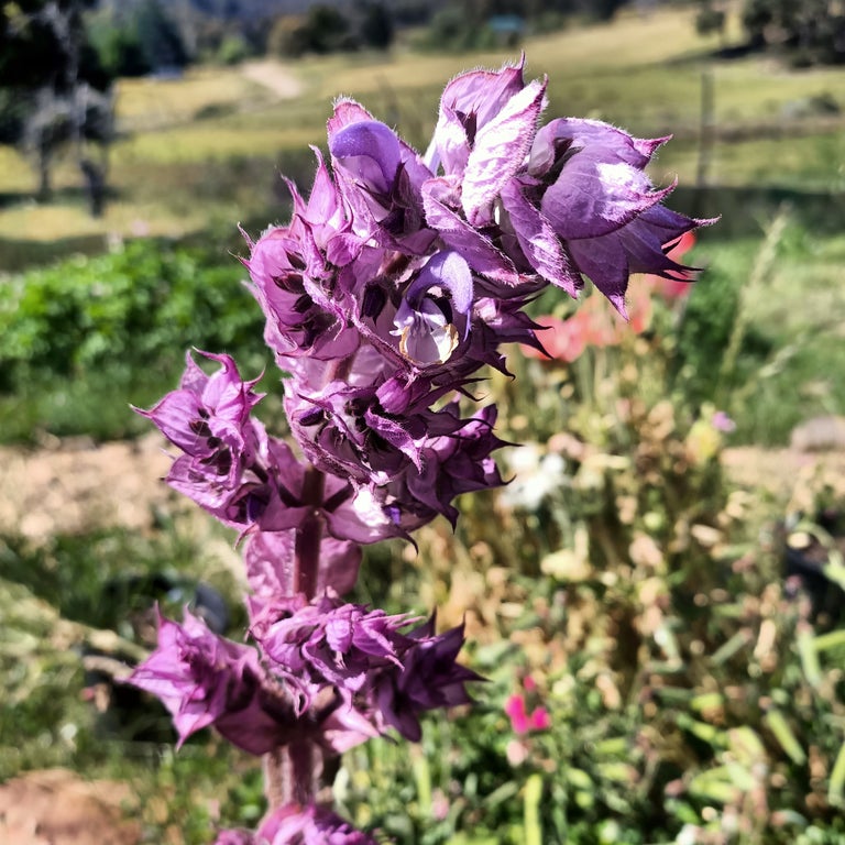 Organic Clary Sage seeds Tasmania
