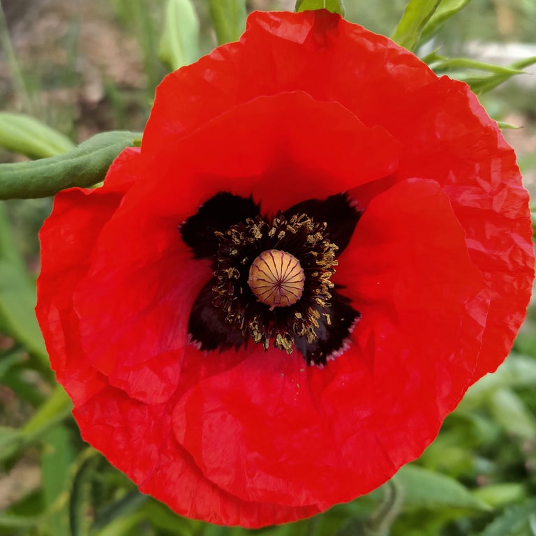 Mixed Poppy seeds