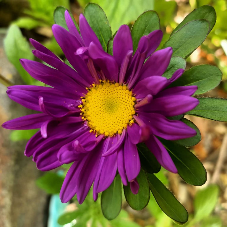 Aster Giant Ray seeds Tasmania