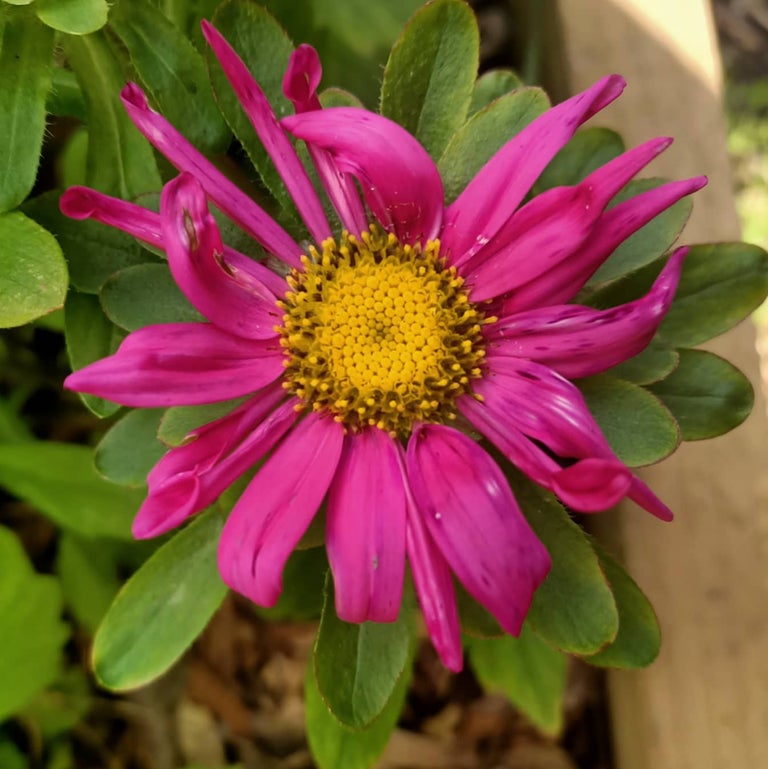 Aster Giant ray mix Secondary image