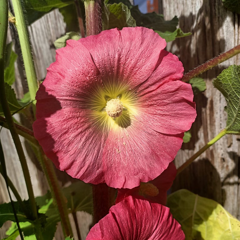 Hollyhock Single mix Secondary image
