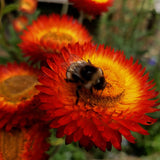 Everlasting Daisy seeds Tasmania 