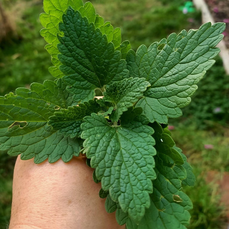 Medicinal Herb Seed starter bundle