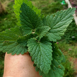 Medicinal Herb Seed starter bundle