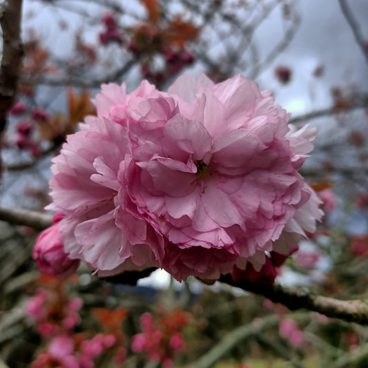 Cherry Blossom Jam