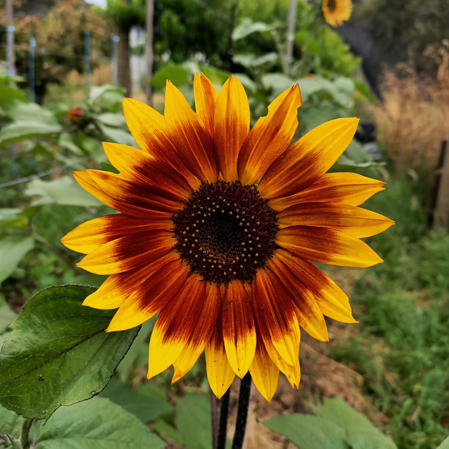 Evening Sun sunflower seeds Tasmania 