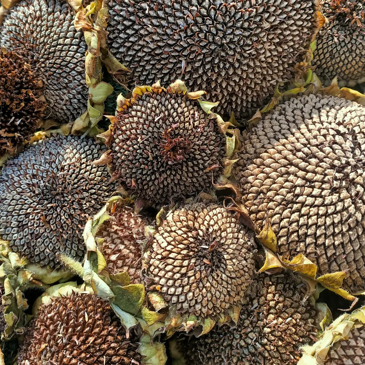 Australian heirloom seeds 