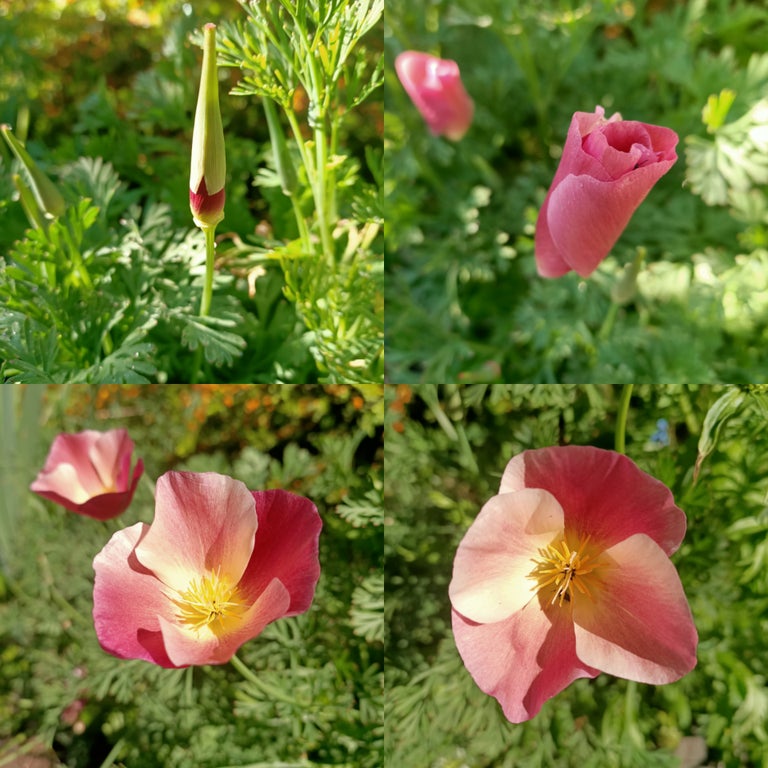 Californian Poppy Purple Gleam seeds Main image