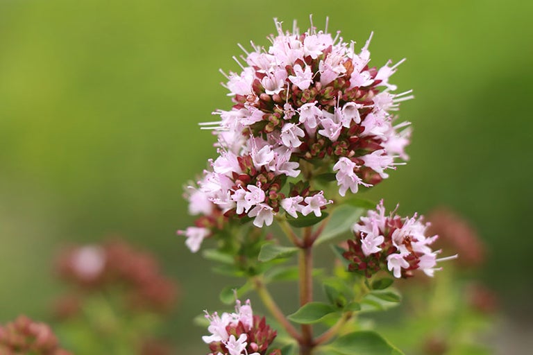 Oregano wild (Marjoram)