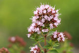 Oregano wild (Marjoram)