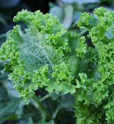 Mustard Green Wave Secondary image
