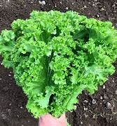 Mustard Green wave seeds Australia Main image