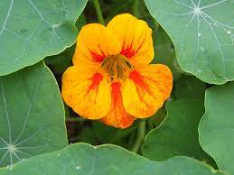 Nasturtium Mixed