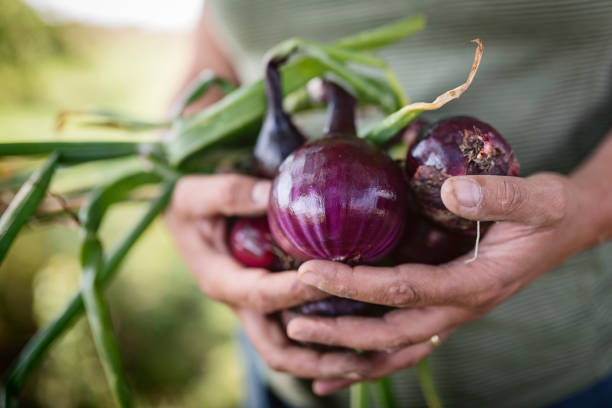 Onion Amposta Purple