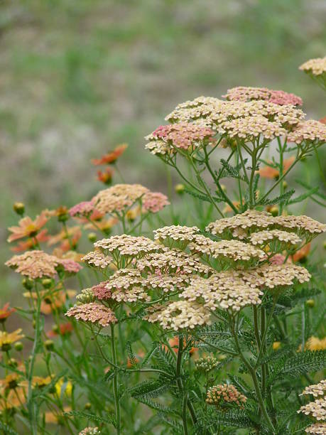 Yarrow Peaches and cream mix