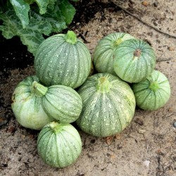 Zucchini Ronde de Nice Secondary image