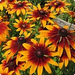 Rudbeckia Gloriosa seeds Tasmania