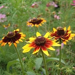 Rudbeckia Gloriosa Secondary image