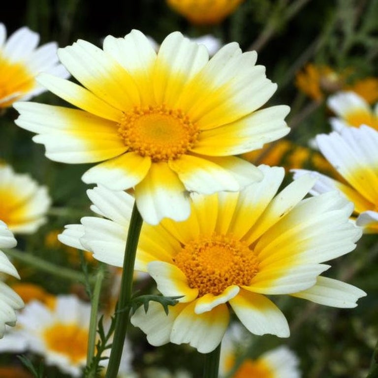 Shingiku seeds Tasmania  Main image