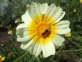 Edible Chrysanthemum (Shungiku) Secondary image