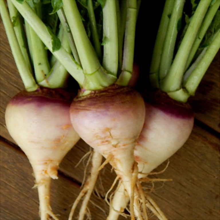 Swede American Purple top