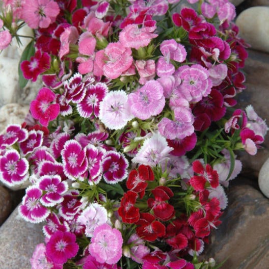 Sweet william wee willie dwarf mix Secondary image