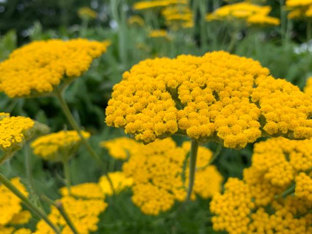 Yarrow seeds Australia