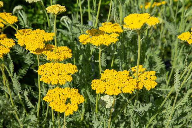 Yarrow Cloth of gold Secondary image