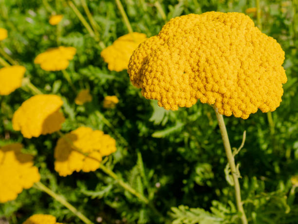 Organic seeds Australia