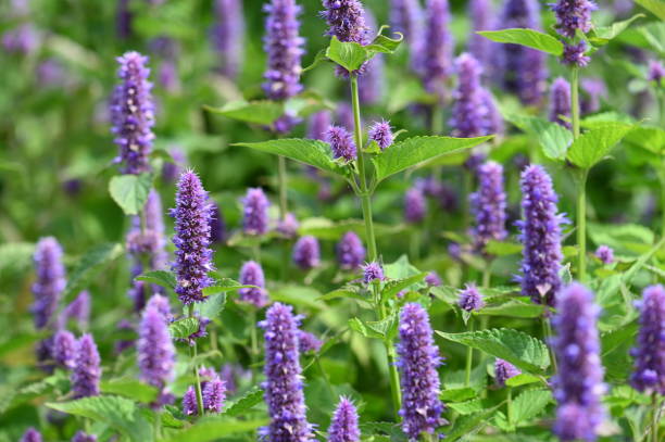 Anise Hyssop heirloom seeds tasmania Main image