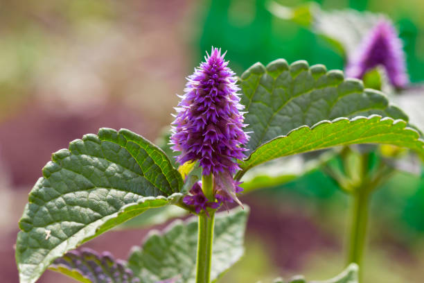 Anise hyssop seeds Australia 