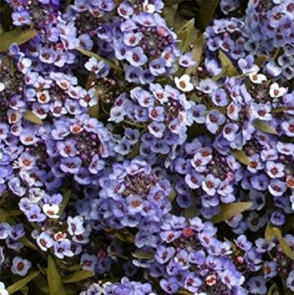 Alyssum blue hierloom seed Main image