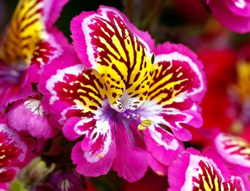 Schizanthus Angel wings Main image