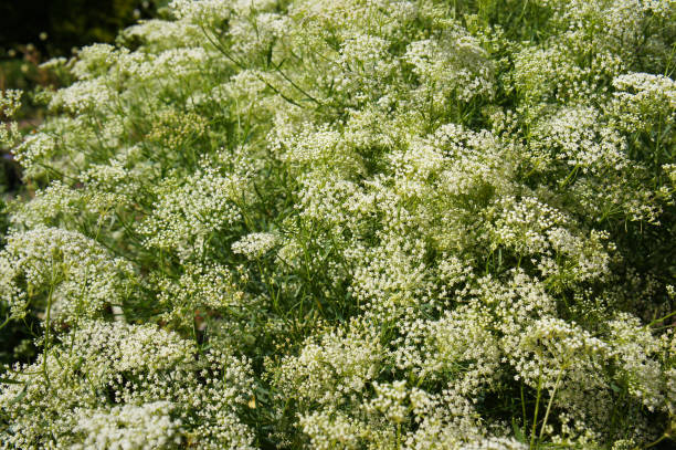 Anise Secondary image