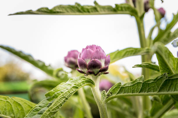 Artichoke purple headed heirloom seeds