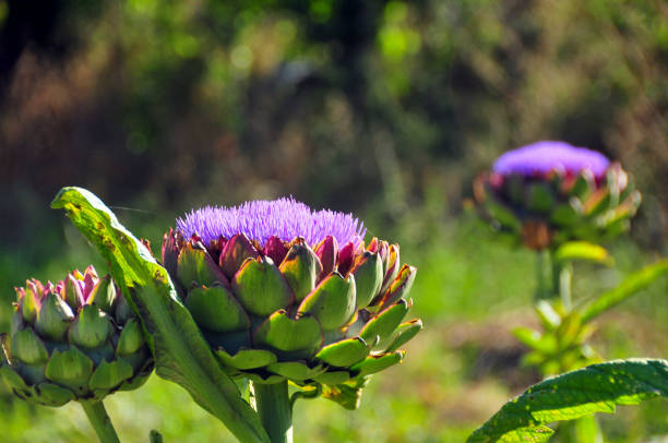 Artichoke purple headed heirloom seeds