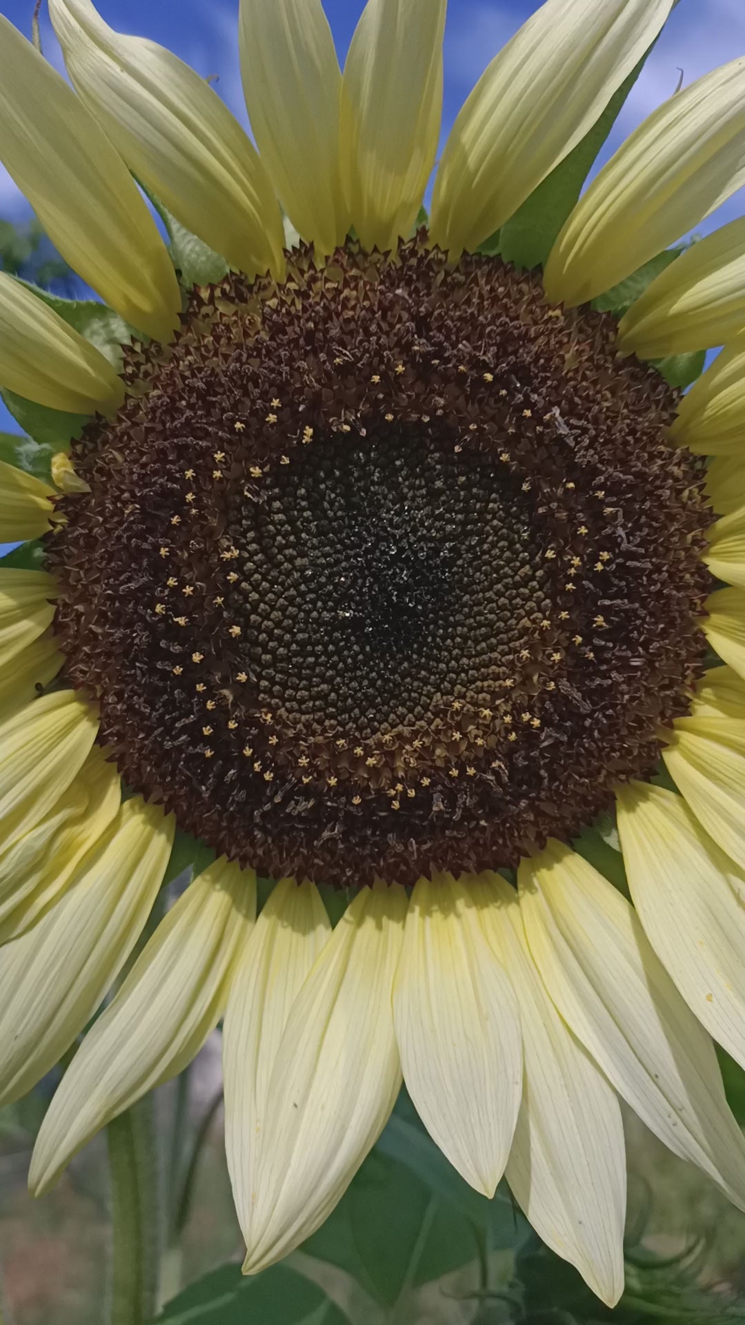 Sunflower Moonwalker