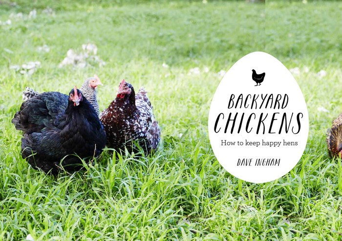 Backyard Chickens: How to keep happy hens