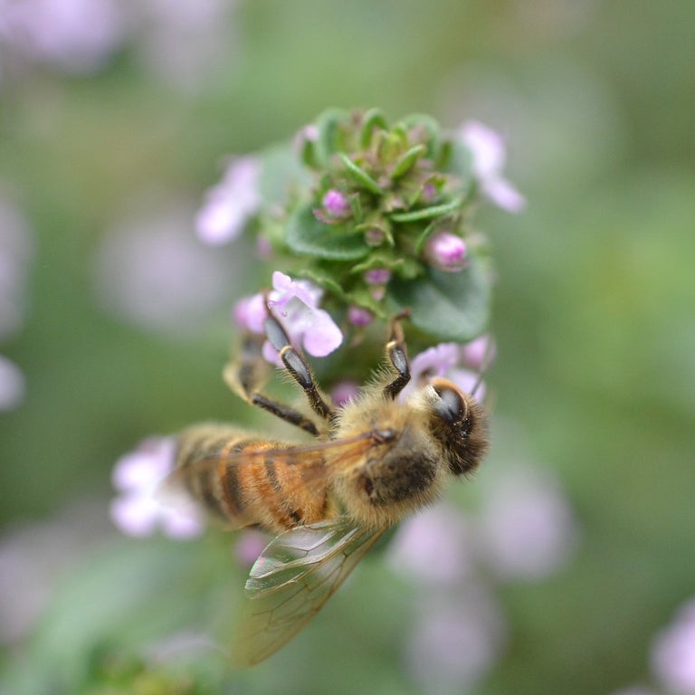 Thyme winter
