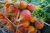 Beetroot Golden Globe seeds Tasmania 
