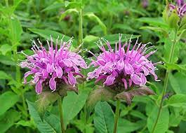 Bergamot Wild seeds 