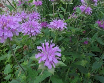 Bergamot Wild Purple Bee balm Secondary image