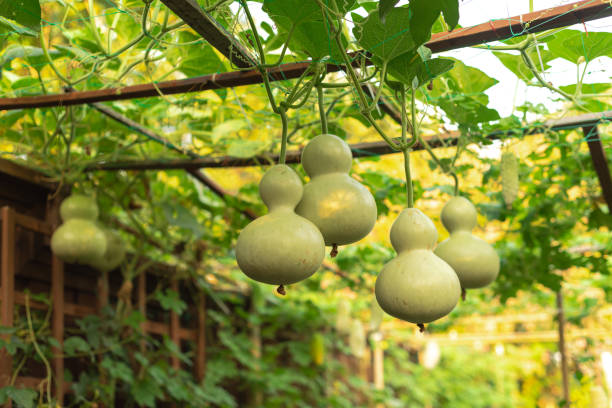 Birdhouse Gourd Secondary image