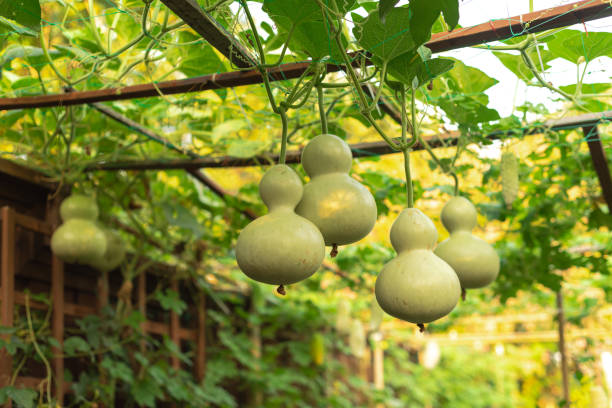 Birdhouse Gourd