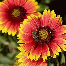 Gaillardia Blanket Flower Secondary image