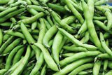 Broad Bean Aquadulce