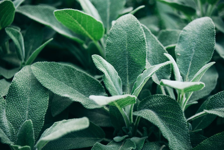 Sage broadleaf