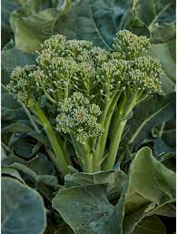 Green Sprouting Broccoli seeds Australia Main image