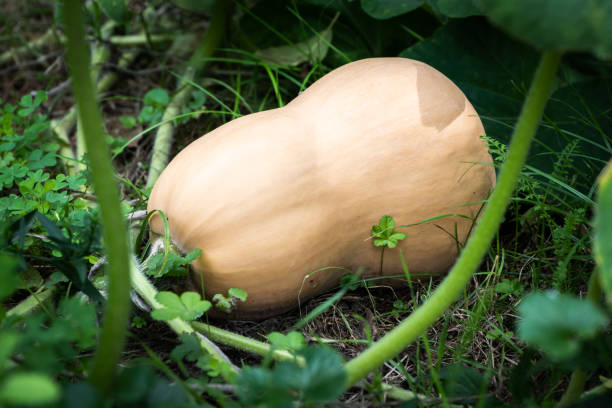 Butternut Pumpkin seeds Australia